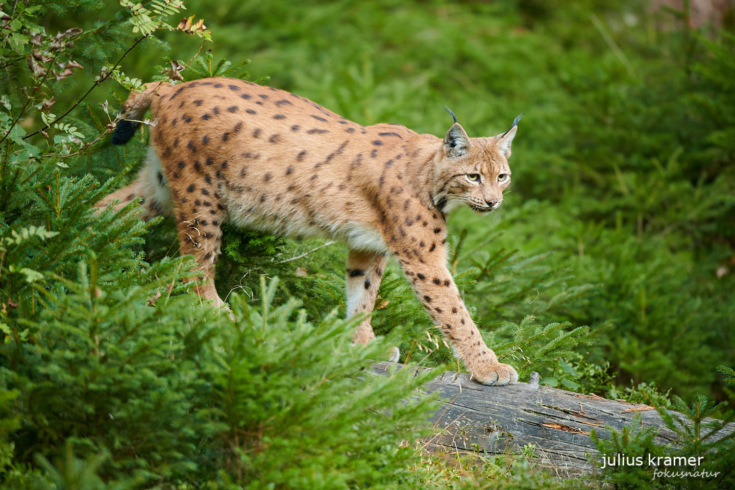 Luchs auf Baumstamm