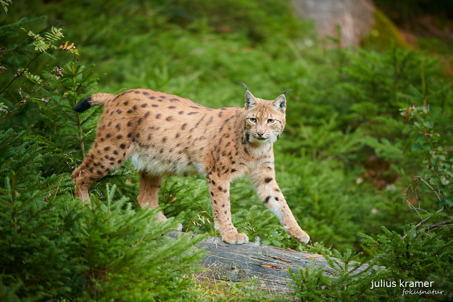 Luchs auf Baumstamm