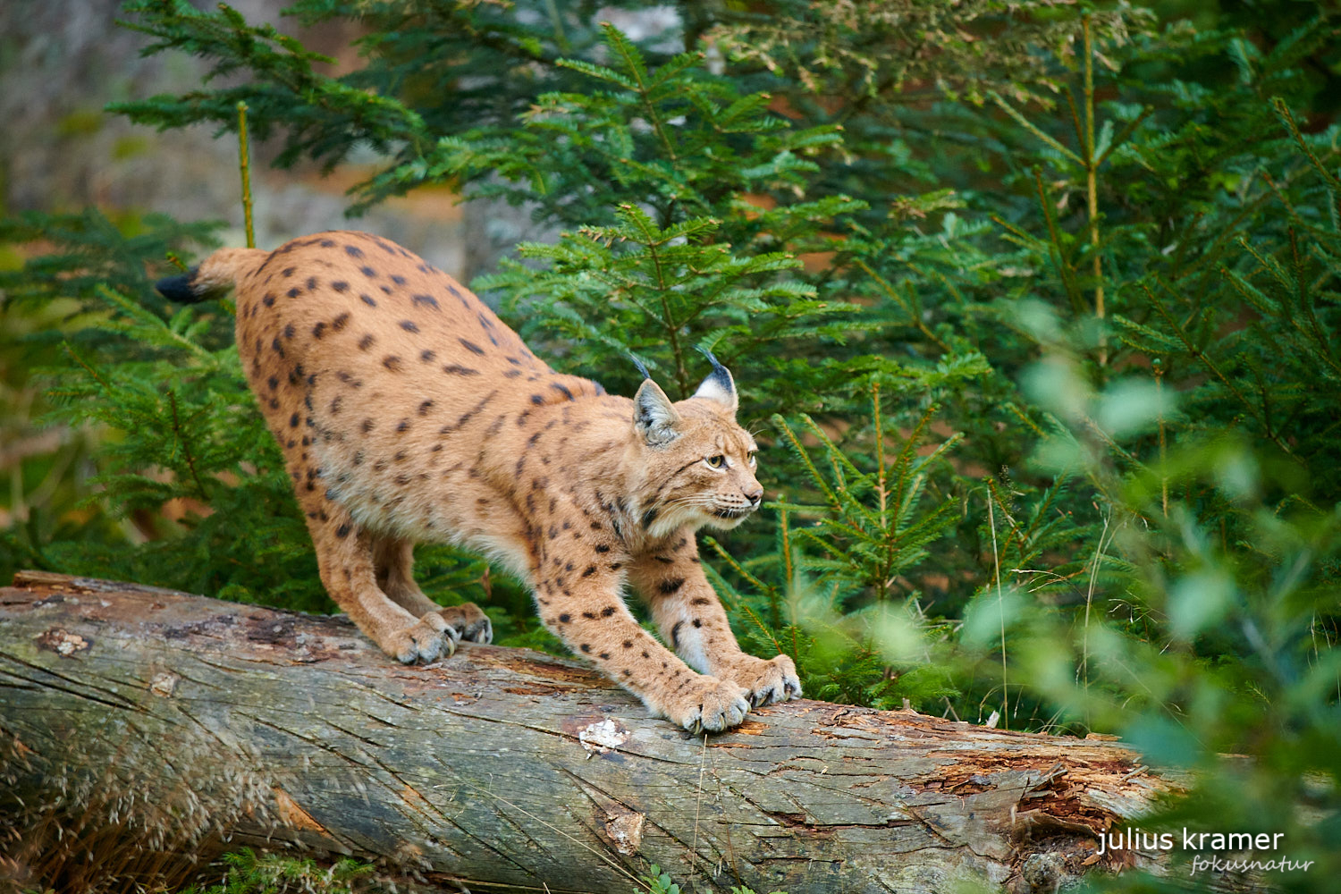 Luchs schärft Krallen