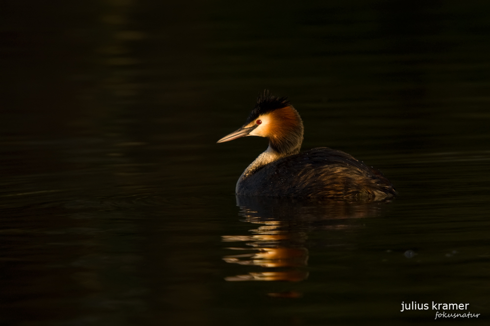 Haubentaucher (Podiceps cristatus)