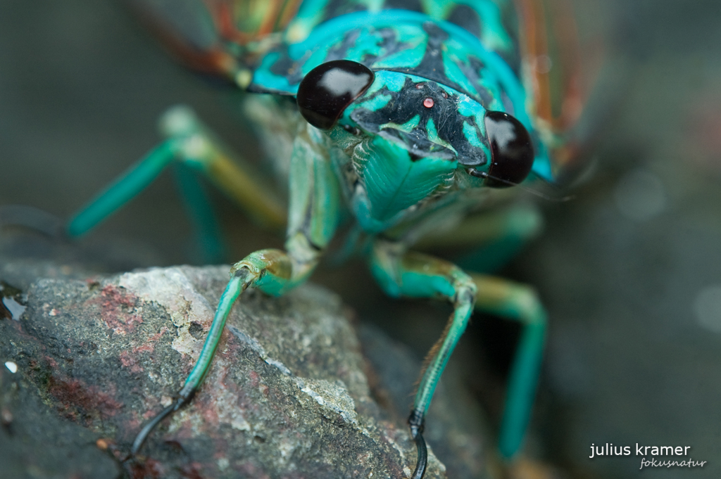 Blaue Zikade