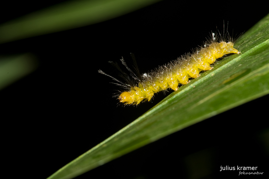 Unbekannte Raupe; Honduras.