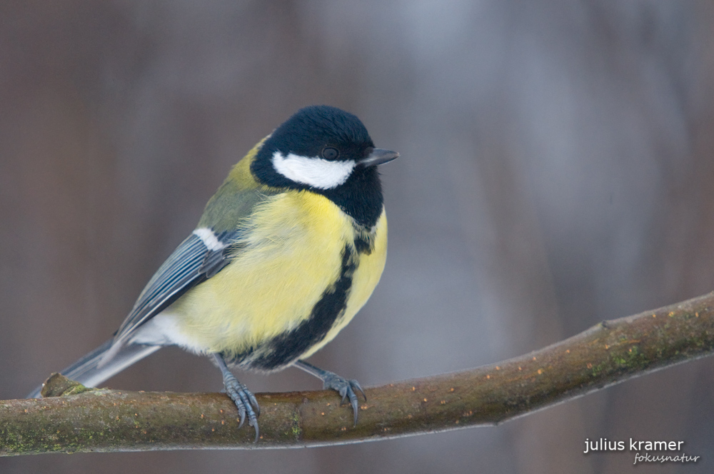 Kohlmeise (Parus ater)