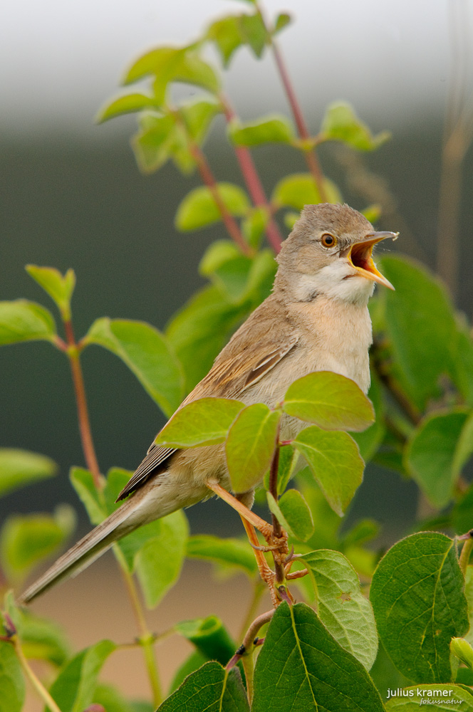 Dorngrasmücke (Sylvia communis)