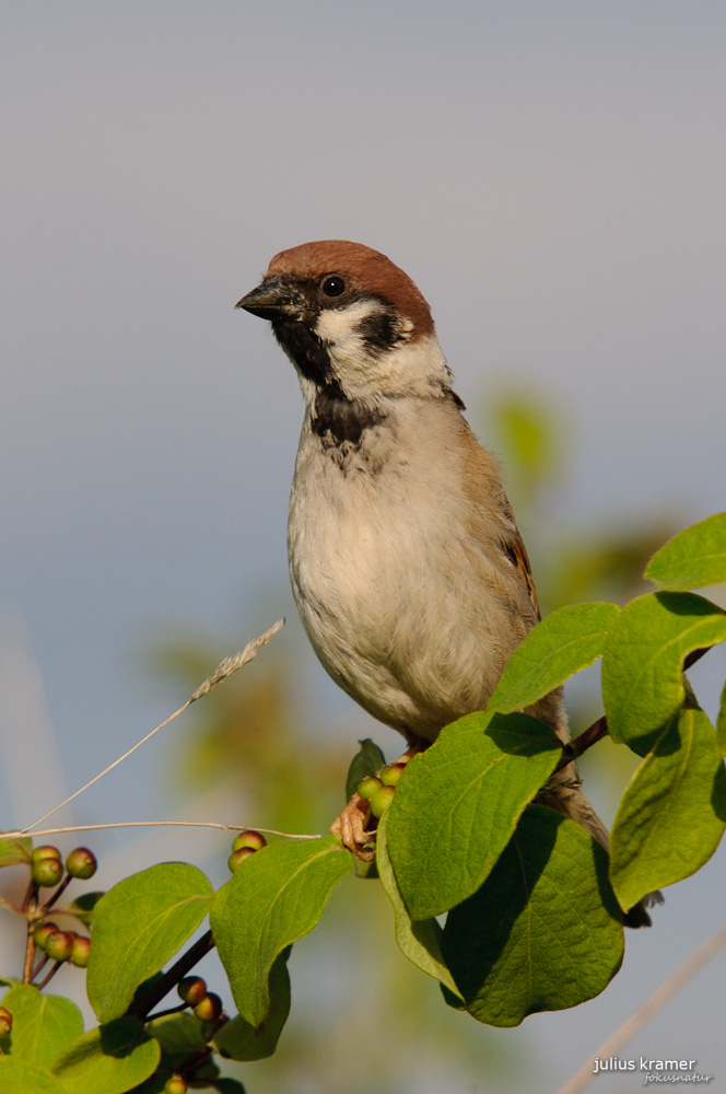 Feldsperling (Passer montanus)