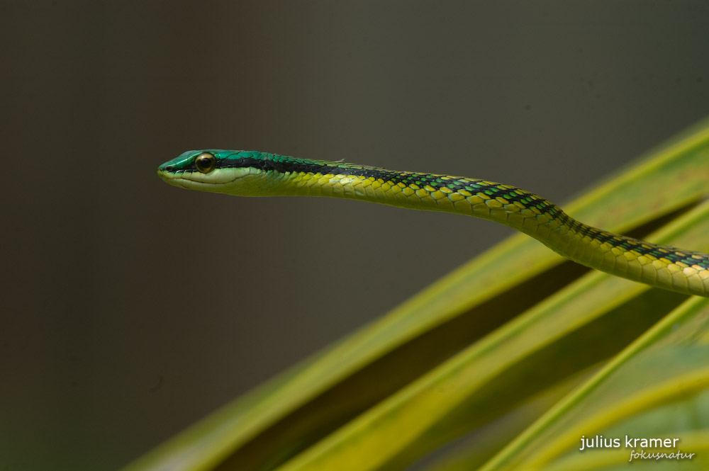 Papageienschlange (Leptophis mexicana)