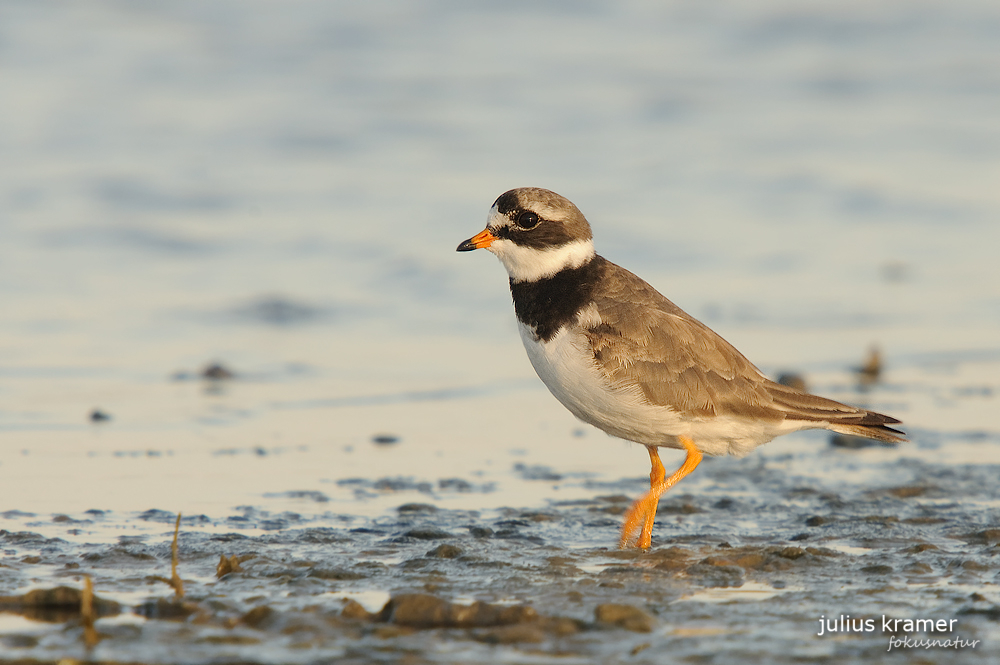 Sandregenpfeifer (Charadrius hiaticula)