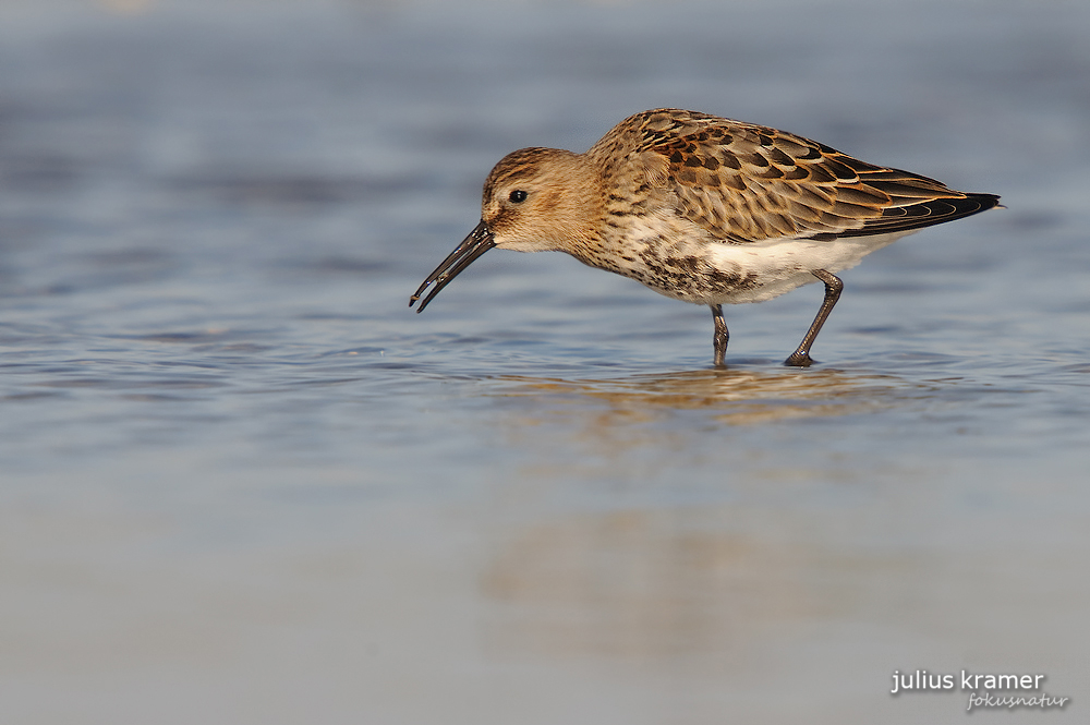 Alpenstrandläufer (Calidris alpina)