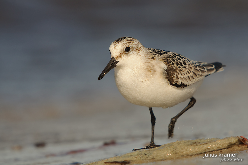 Sanderling (Calidris alba) im Schlichtkleid