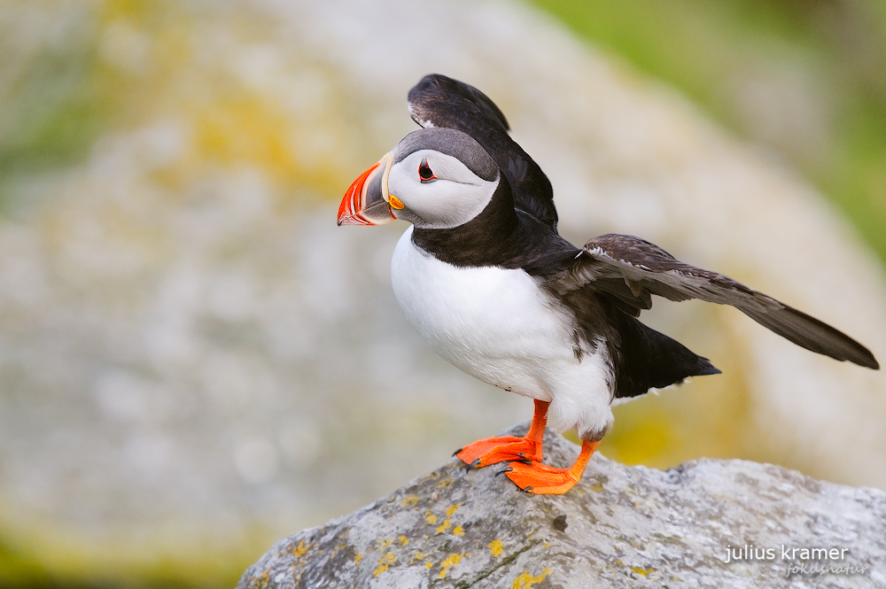 Papageitaucher (Fratercula arctica)