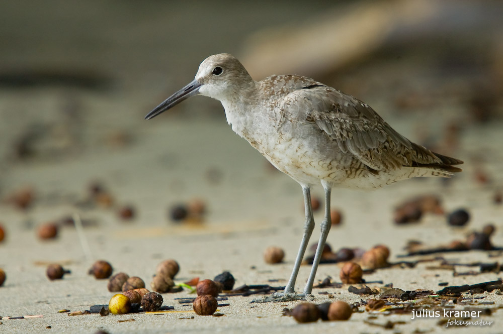 Schlammtreter (Tringa semipalmatus)