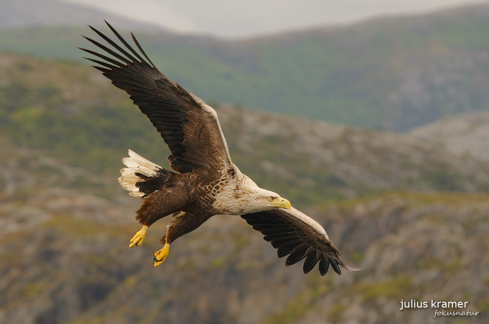 Fliegender Seeadler (Haliaeetus albicilla)