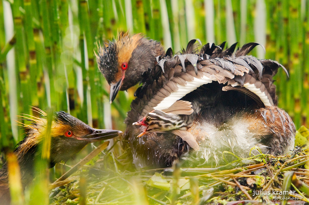 Ohrentaucher (Podiceps auritus) bei der Fütterung