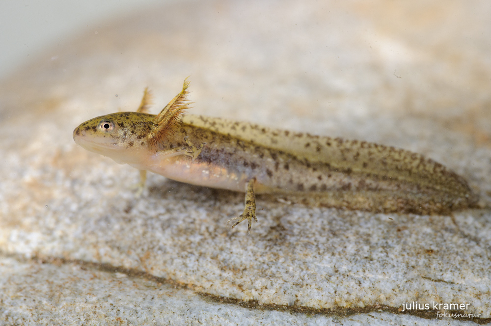 Bergmolchlarve (Triturus alpestris)