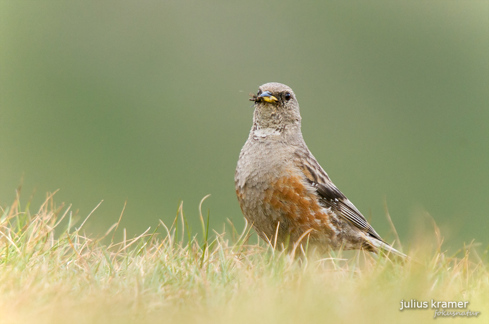 Alpenbraunelle (Prunella collaris)