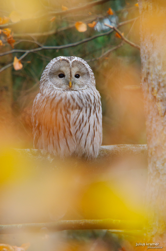 Habichtskauz im Herbst