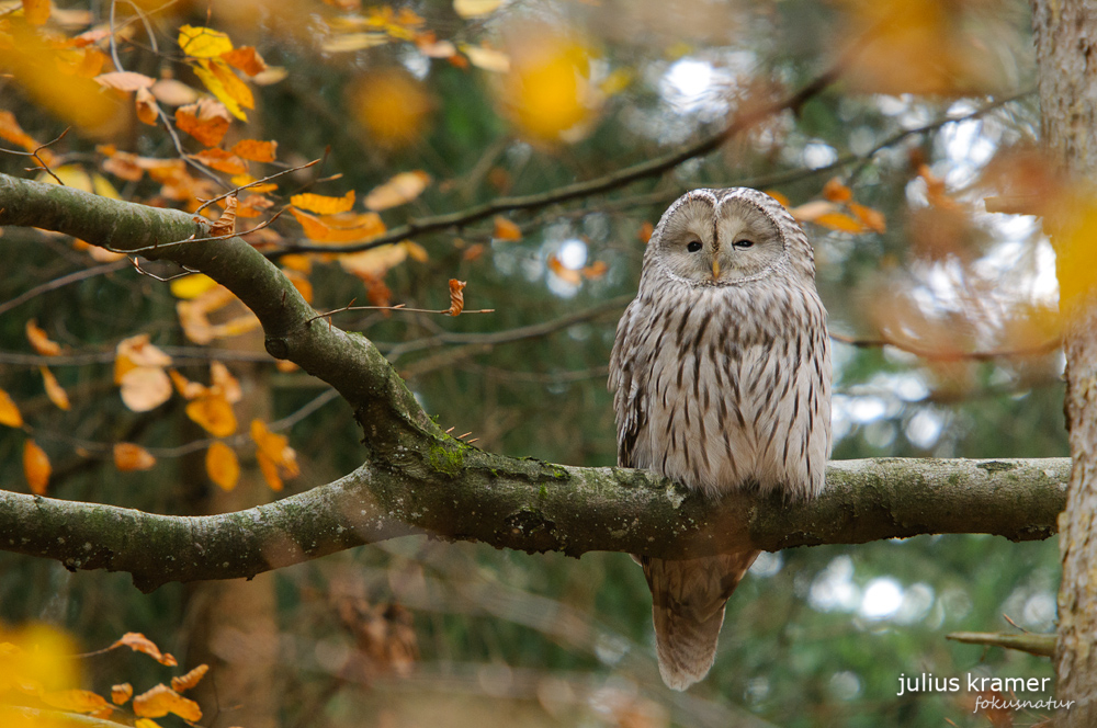 Habichtskauz im Herbst