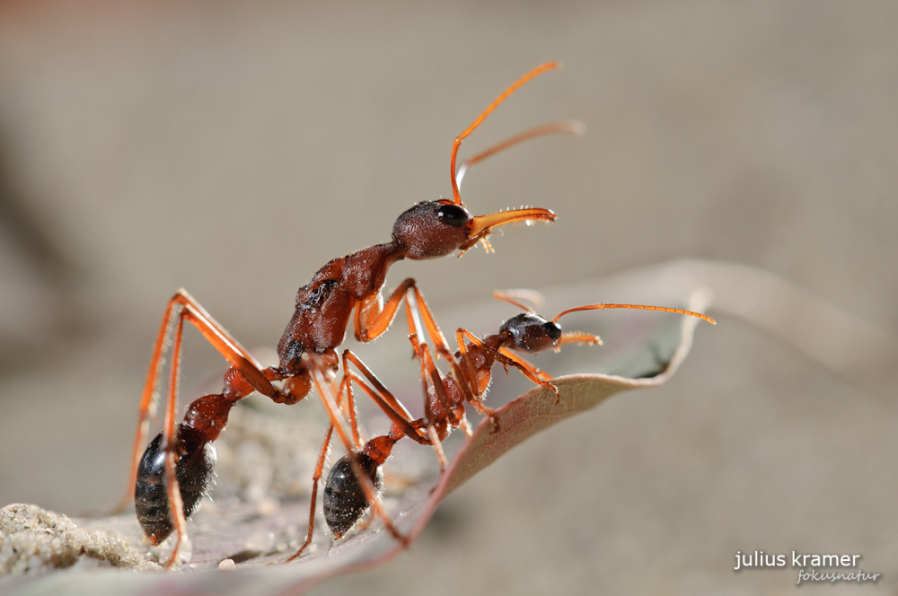 Mutter und Tocher (Myrmecia nigriceps)