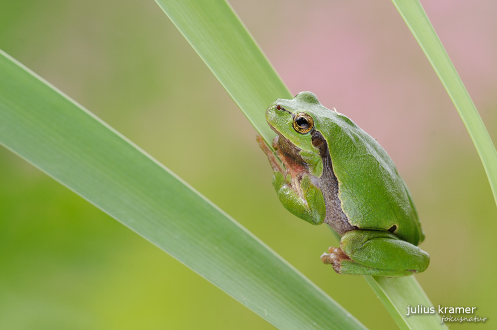 Laubfrosch (Hyla arborea)