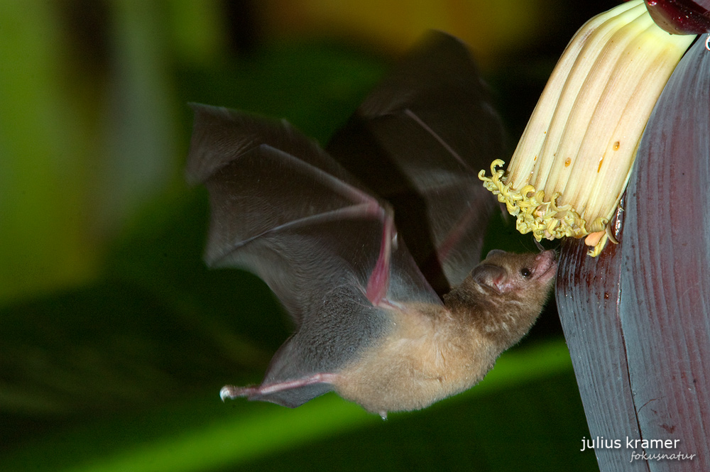 Langzungenfledermaus (Glossophaga soricina)