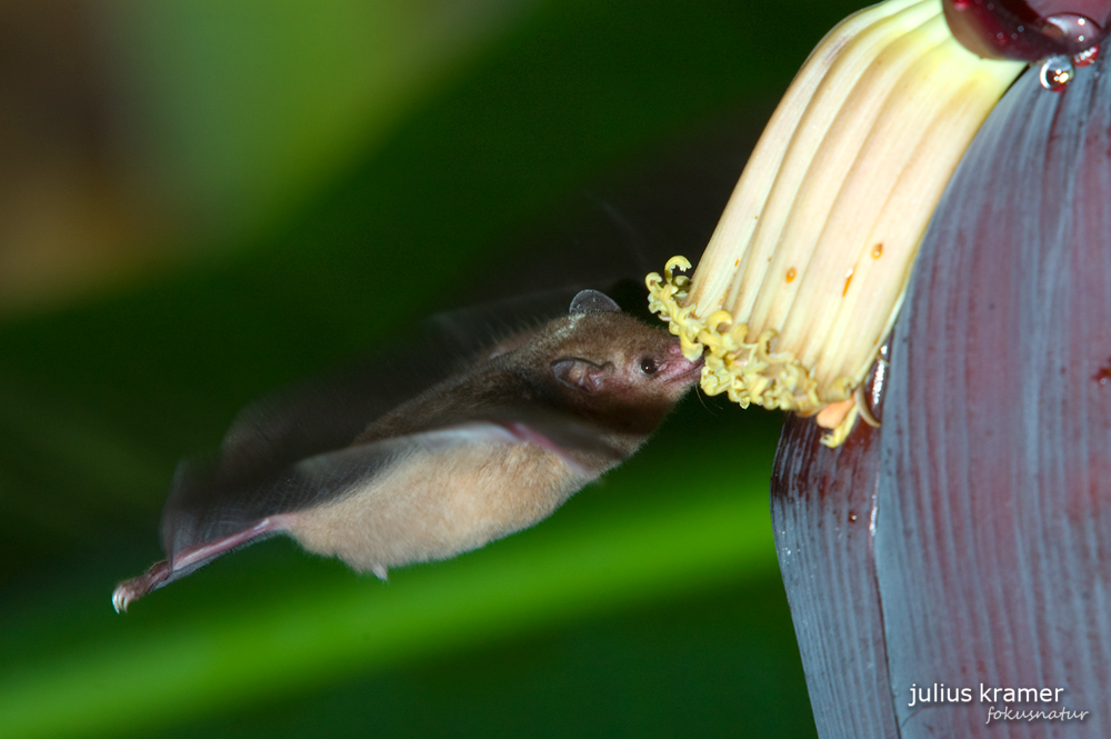 Langzungenfledermaus (Glossophaga soricina)