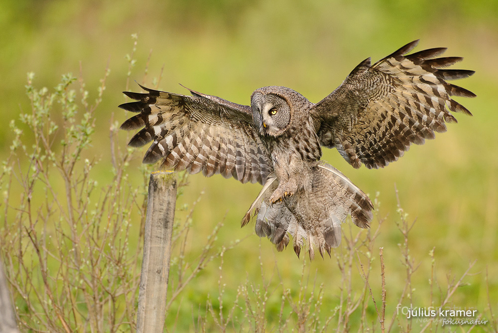 Bartkauz (Strix nebulosa) im Anflug