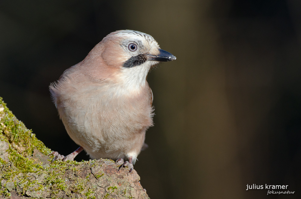 Eichelhäher (Garrulus glandarius)