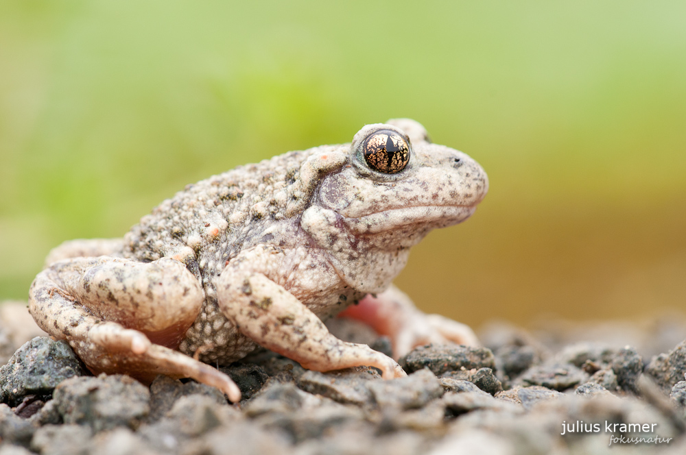 Geburtshelferkröte (Alytes obstetricans)