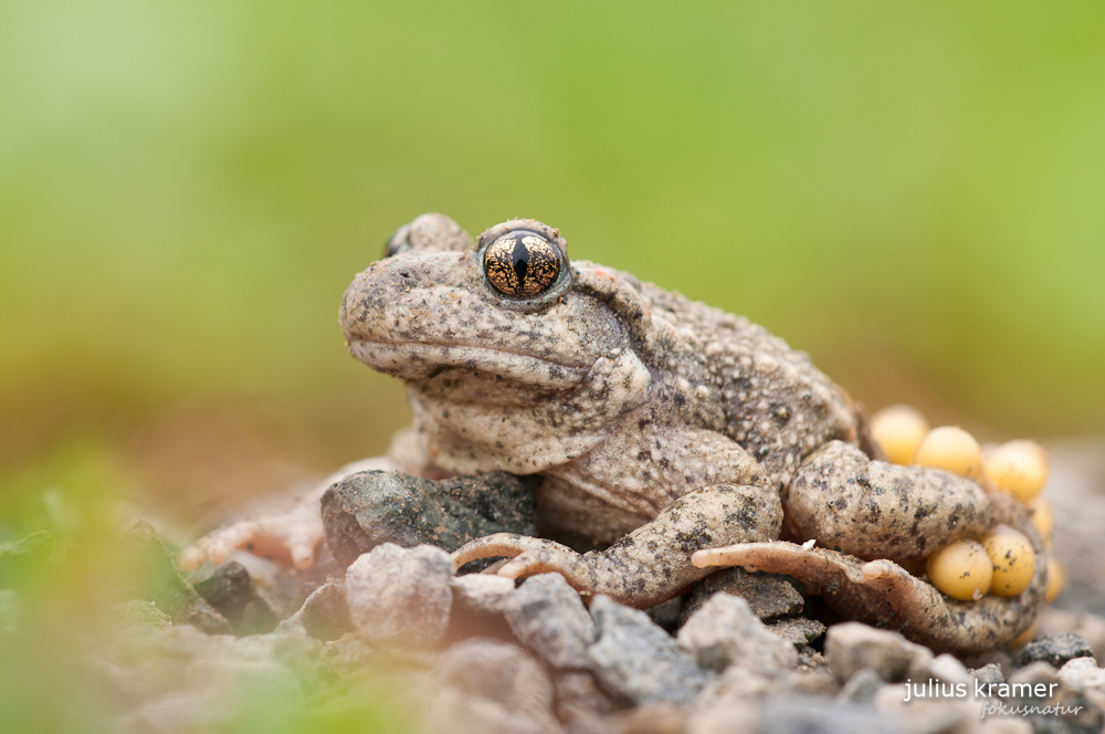 Geburtshelferkröte (Alytes obstetricans)