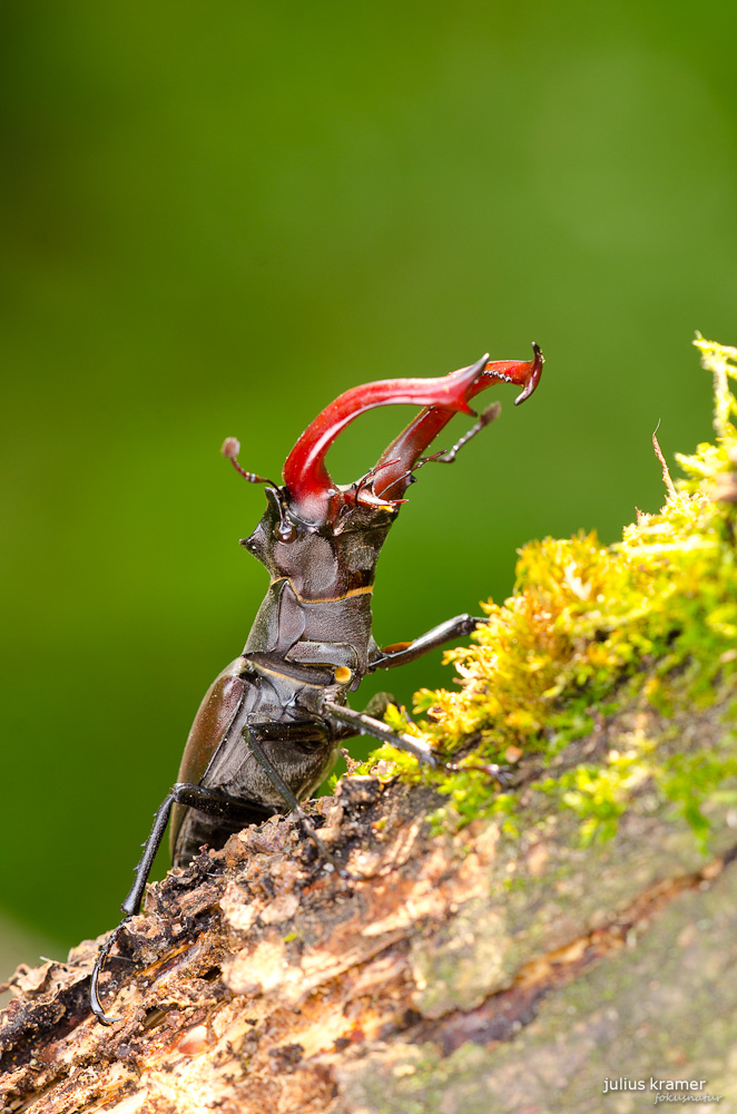 Hirschkäfer (Lucanus cervus)