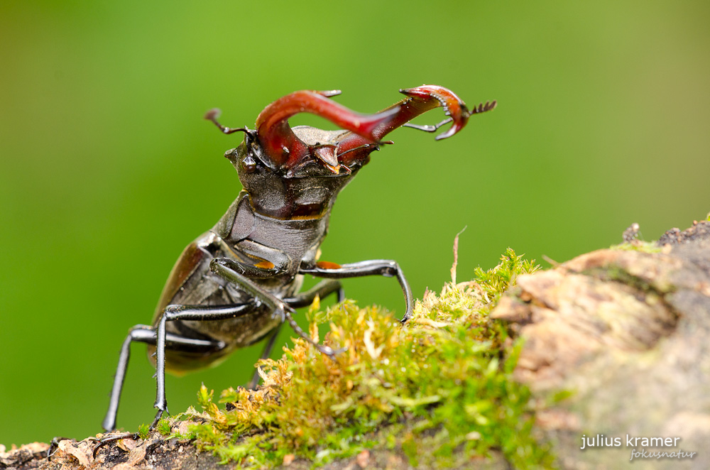 Hirschkäfer (Lucanus cervus)