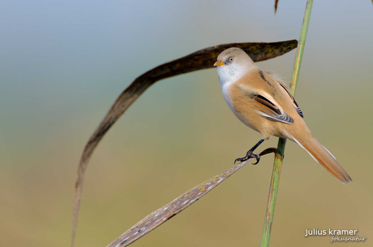 Bartmeise (Panurus biarmicus)