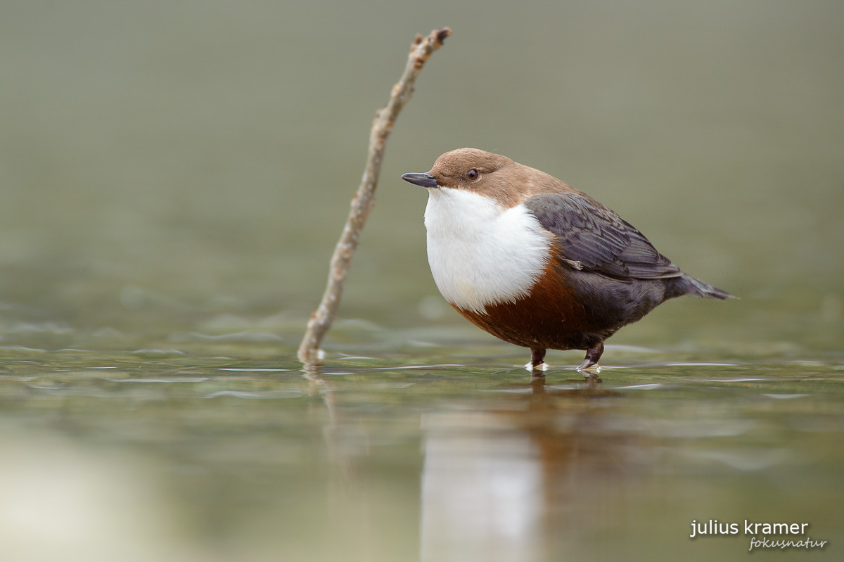 Wasseramsel (Cinclus cinclus)