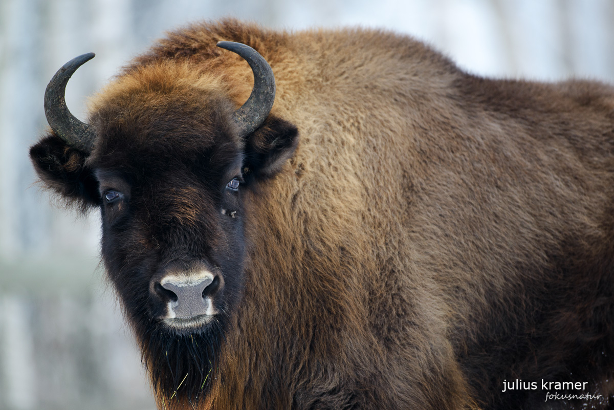 Wisent (Bison bonasus)