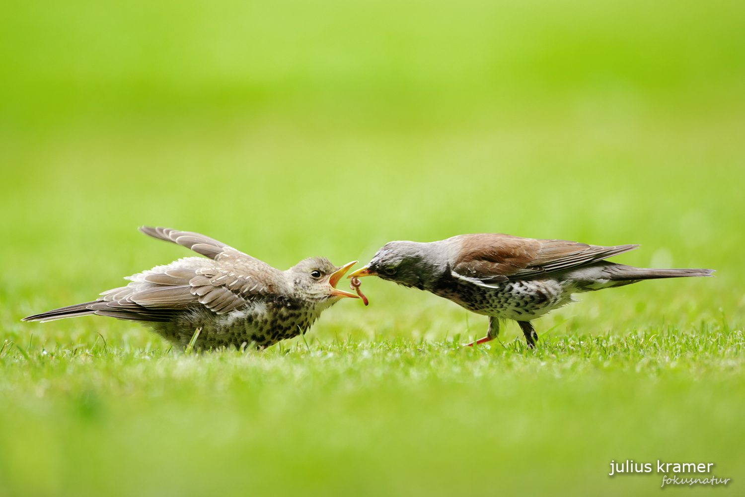 Wacholderdrossel (Turdus pilaris)