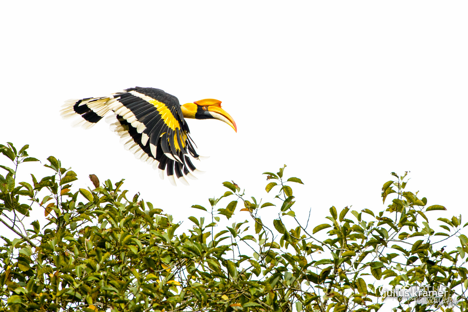 Doppelhornvogel (Buceros bicornis)