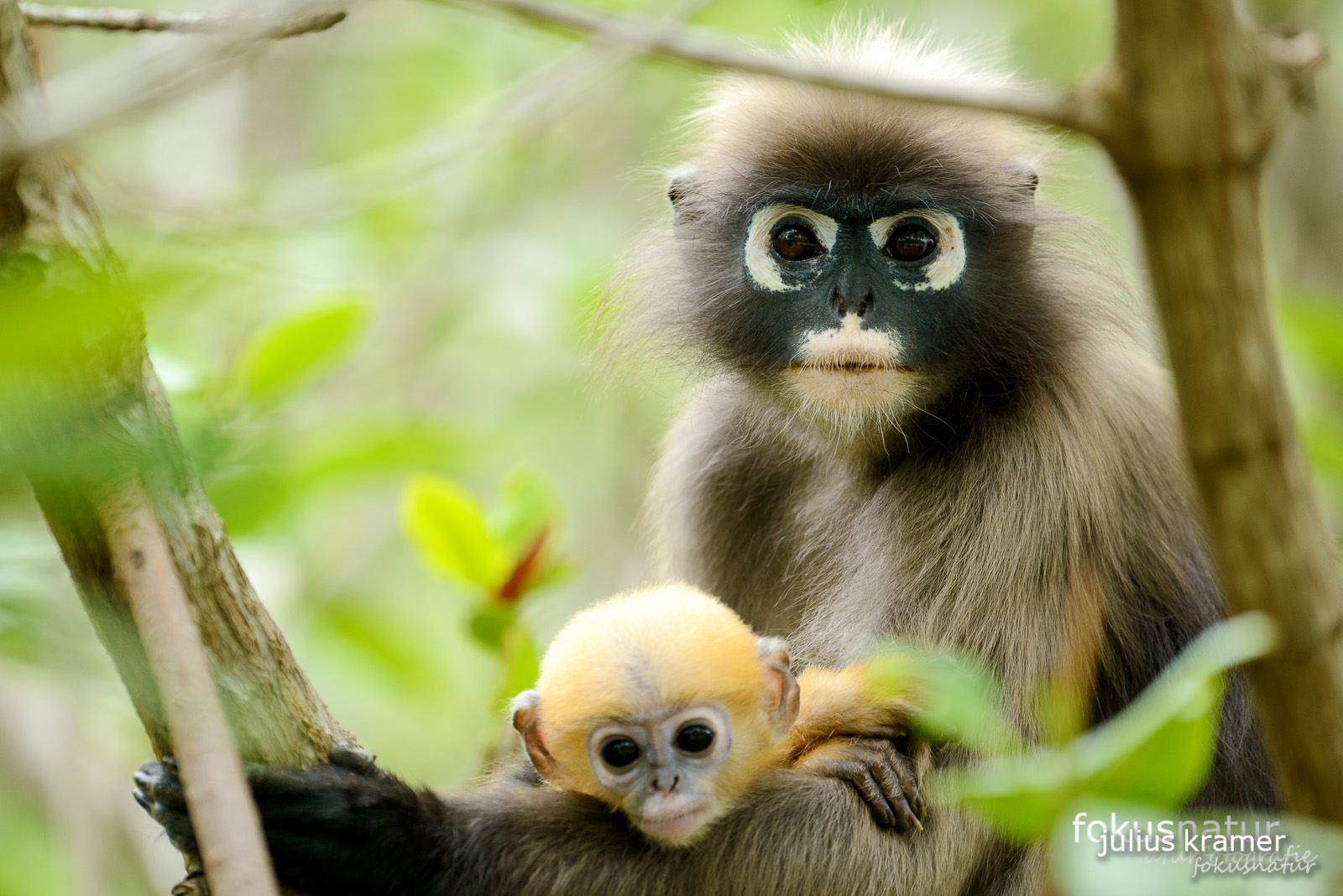 Südlicher Brillenlangur (Trachypithecus obscurus)