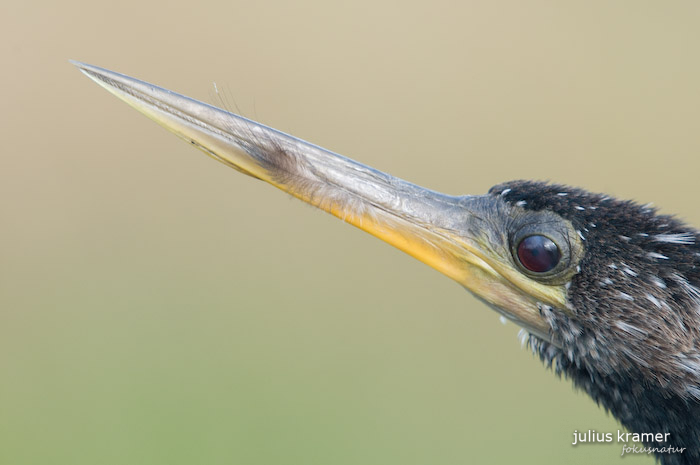 Amerikanischer Schlangenhalsvogel (Anhinga anhinga)