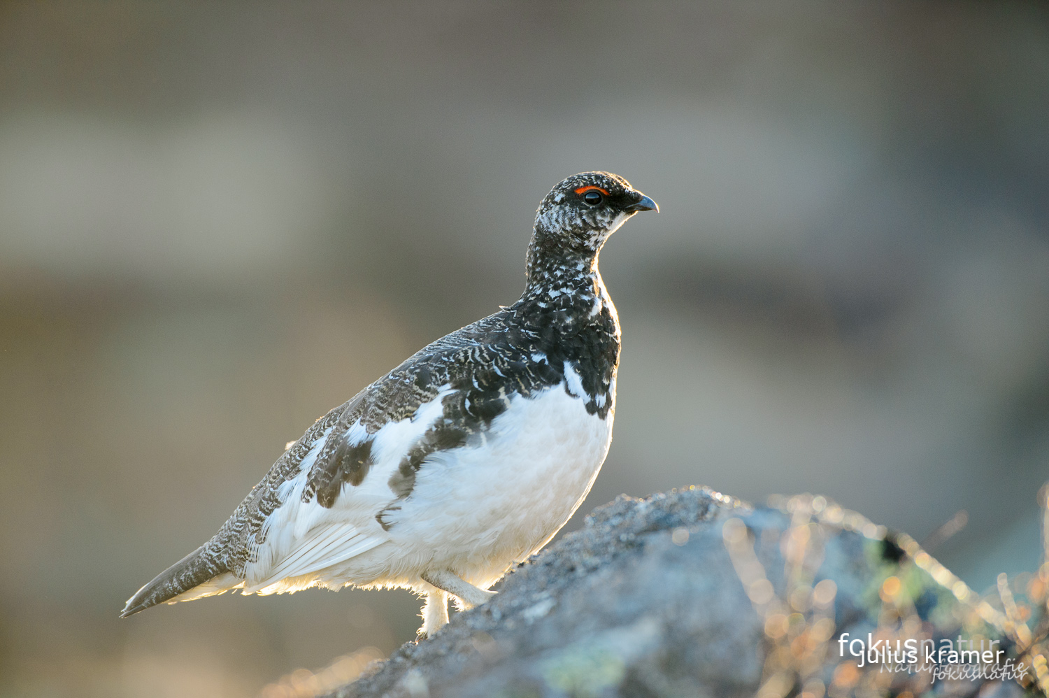 Alpenschneehuhn (Lagopus mutus)