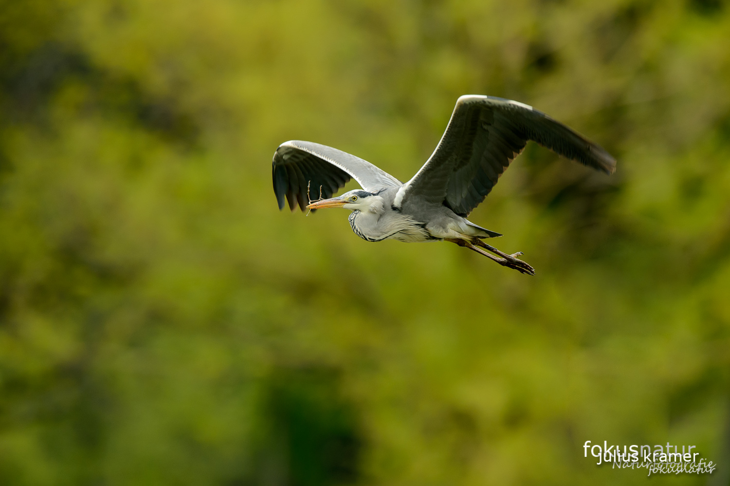 Graureiher (Ardea cinerea) in der Kolonie