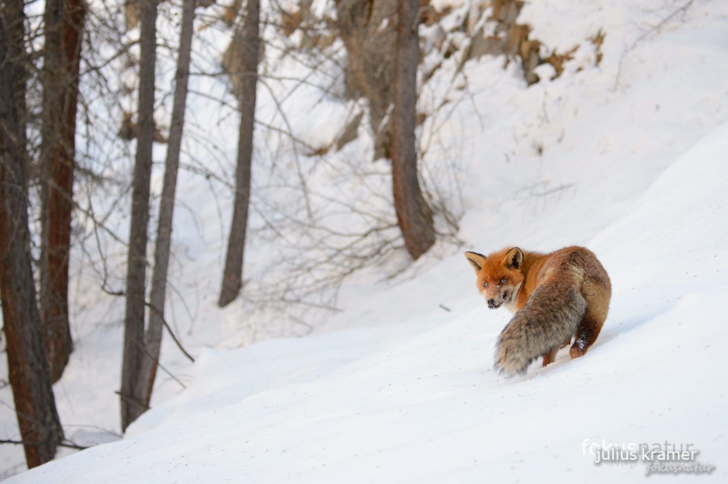 Rotfuchs im Winter