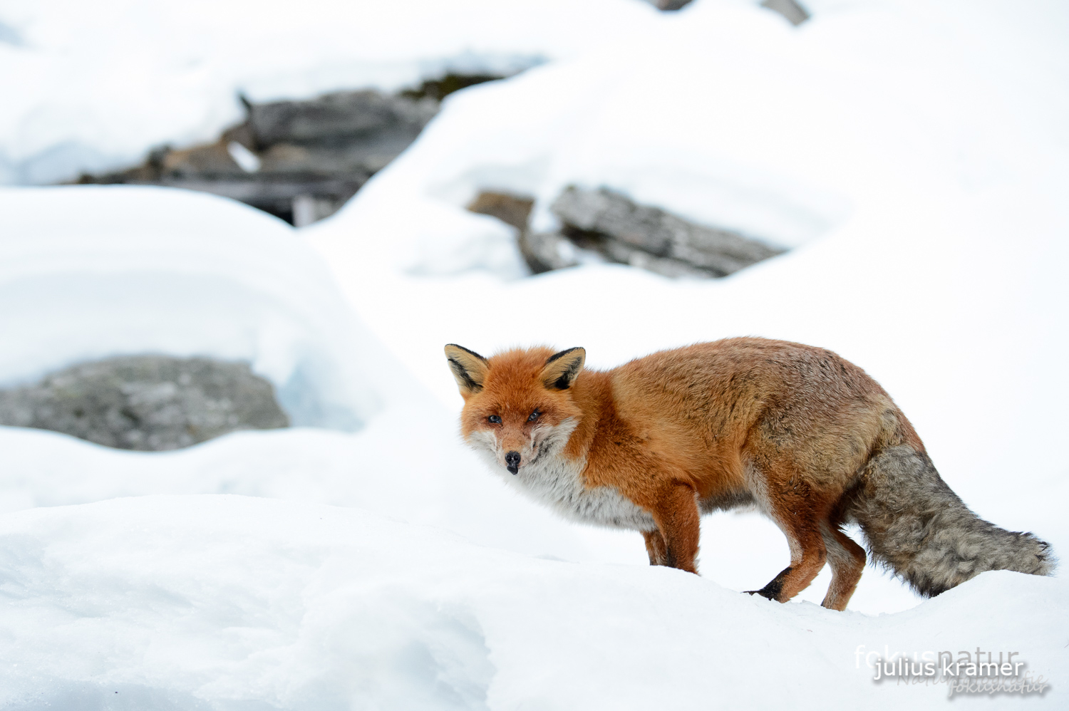 Rotfuchs im Winter