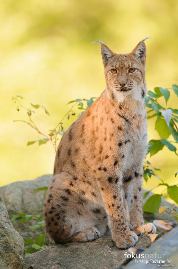 Europäischer Luchs (Lynx lynx)