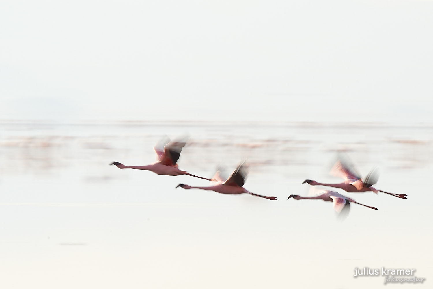 Flamingos am Lake Natron