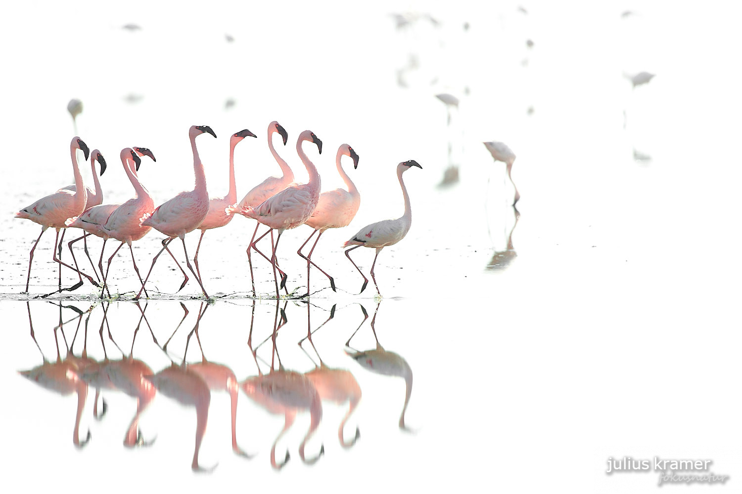 Flamingos am Lake Natron