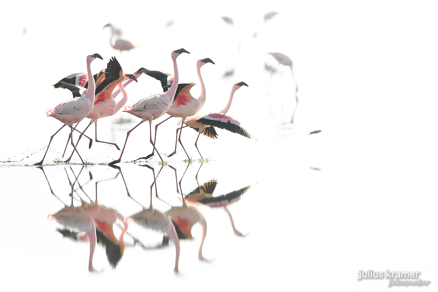 Flamingos am Lake Natron