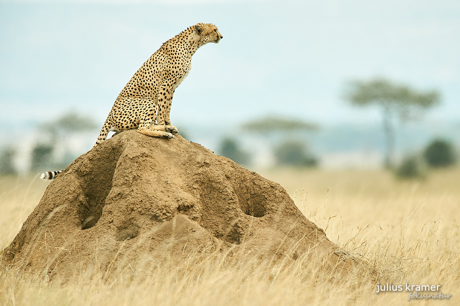 Gepard sitzt auf Termitenhügel