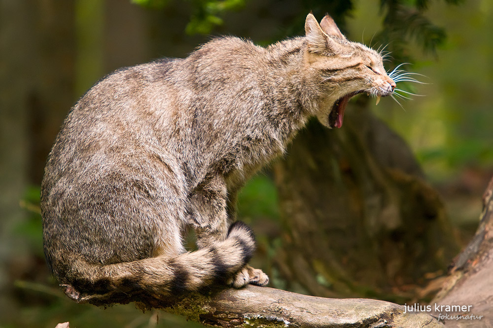 Wildkatze (Felis silvestris)