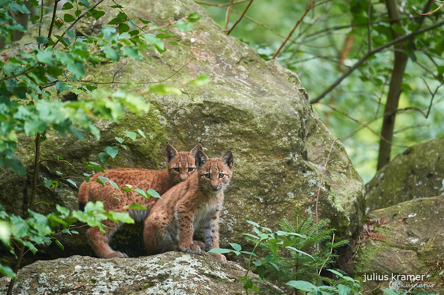 Jungluchse (Lynx lynx)