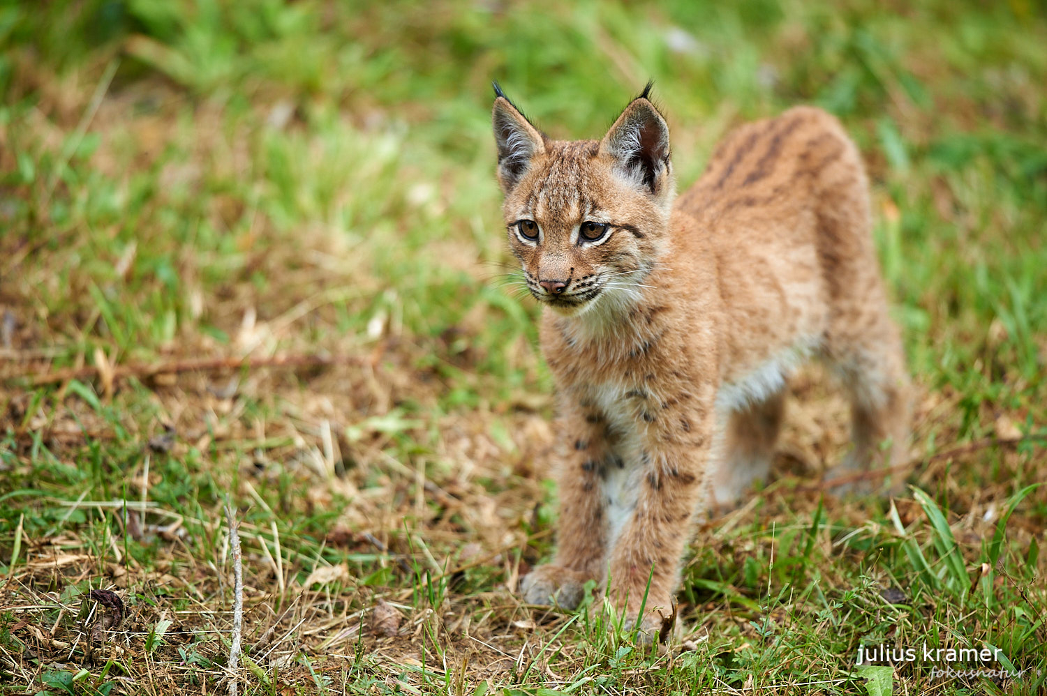 Jungluchs (Lynx lynx)